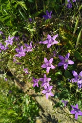 Campanula lusitanica lusitanica
