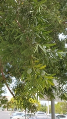 Afrocarpus gracilior