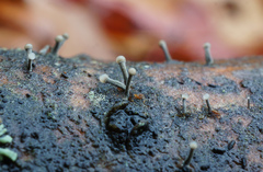 Trichoderma flavipes