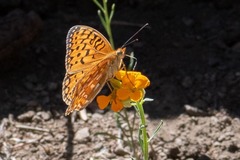 Speyeria coronis hennei