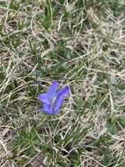Campanula tridentata