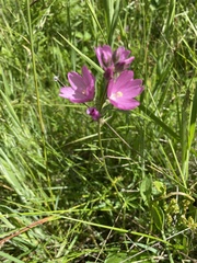 Sidalcea campestris