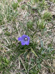 Campanula tridentata