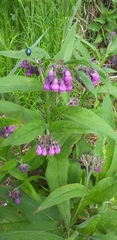 Symphytum officinale