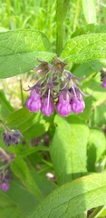 Symphytum officinale