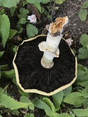 Agaricus urinascens