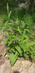 Symphytum officinale