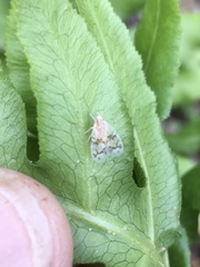 Bothriocera drakei