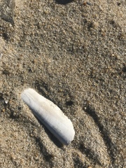 Ensis