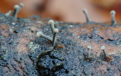 Trichoderma flavipes