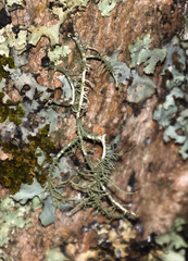 Usnea trichodea