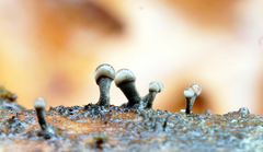 Trichoderma flavipes