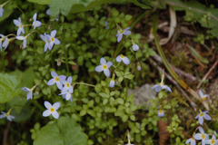 Houstonia serpyllifolia