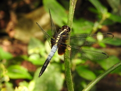 Hadrothemis versuta