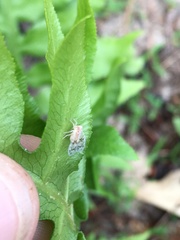 Bothriocera drakei