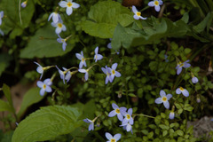 Houstonia serpyllifolia