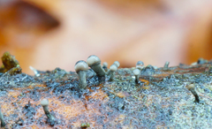 Trichoderma flavipes