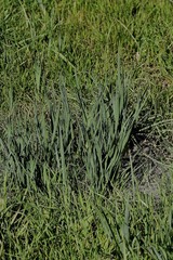 Iris grant-duffii