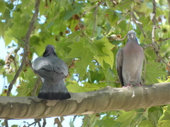 Columba oenas