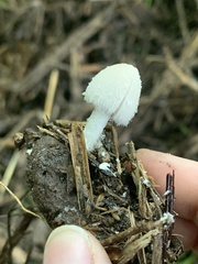 Coprinopsis nivea