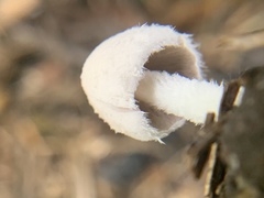 Coprinopsis nivea
