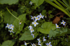 Houstonia serpyllifolia