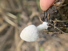 Coprinopsis nivea