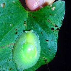 Gaeotis nigrolineata