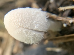 Coprinopsis nivea