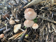 Bolbitius coprophilus