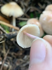 Bolbitius coprophilus