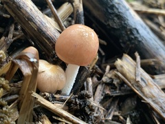 Bolbitius coprophilus