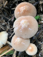 Bolbitius coprophilus