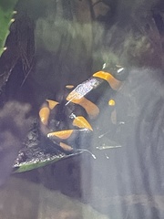 Dendrobates leucomelas