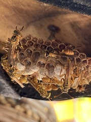 Mischocyttarus angulatus