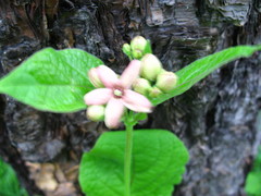 Vincetoxicum atratum