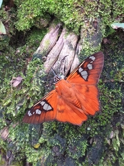 Myscelus perissodora