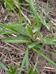 Hypochaeris maculata
