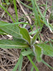 Hypochaeris maculata