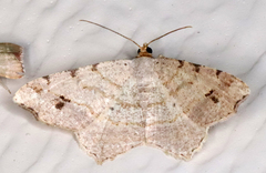 Macaria aequiferaria