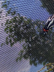 Rhetus arcius