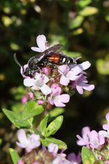 Sapyga quinquepunctata