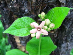 Vincetoxicum atratum