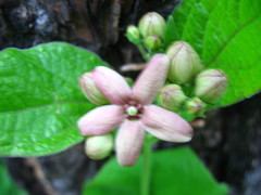 Vincetoxicum atratum