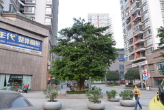 Ficus