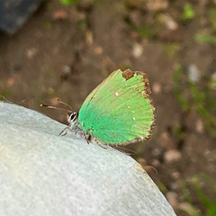 Callophrys rubi