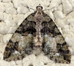 Hydriomena albifasciata