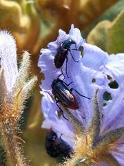 Astylus subannulatus