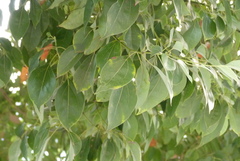 Tracheophyta