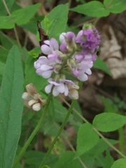 Orbexilum pedunculatum